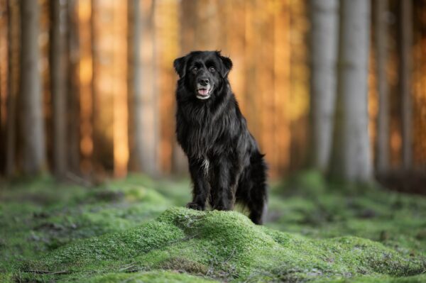 Hundfotograferingskurs - Bild 3