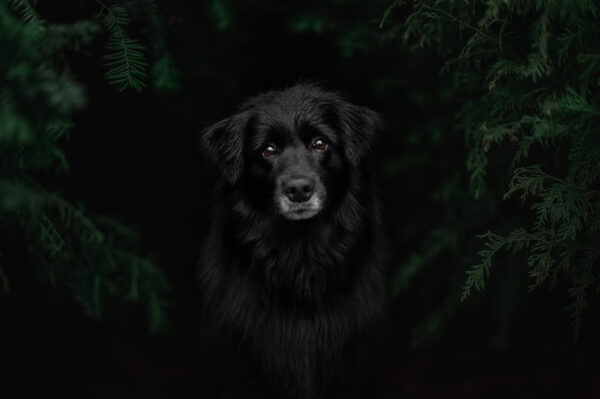 Hundfotograferingskurs - Bild 9