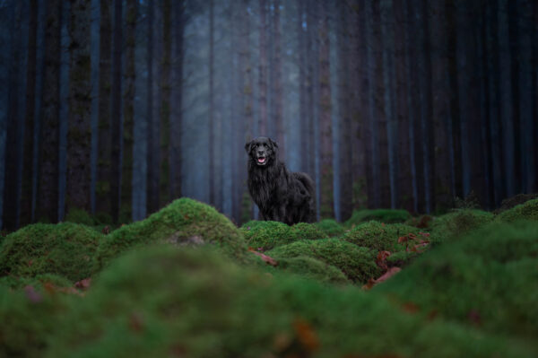 Hundfotograferingskurs - Bild 5