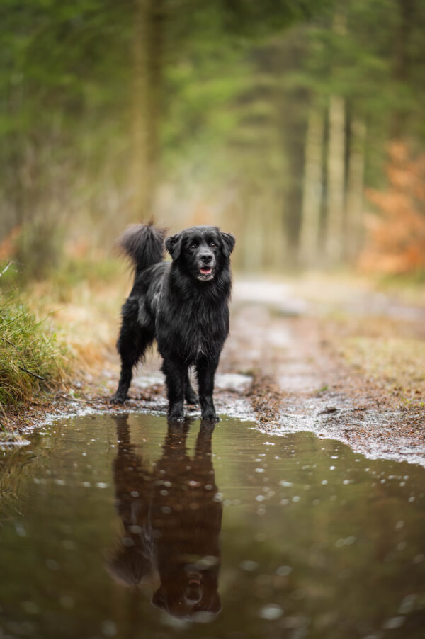 Hundfotograferingskurs