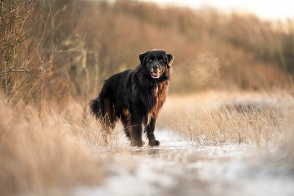 Hundfotograferingskurs - Bild 7