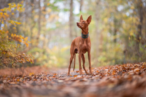 Hundfotograferingskurs - Bild 4