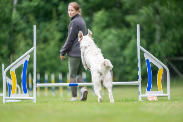 Agility nybörjare 16.30