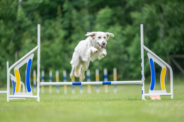 Agility nybörjare 18.15