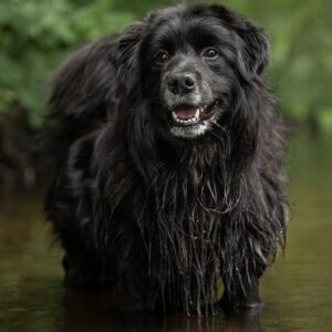 Föreläsning online: Hundfotografering för nybörjare