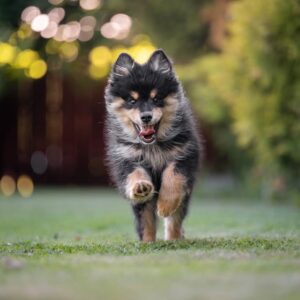 Praktiskt tillfälle i hundfotografering