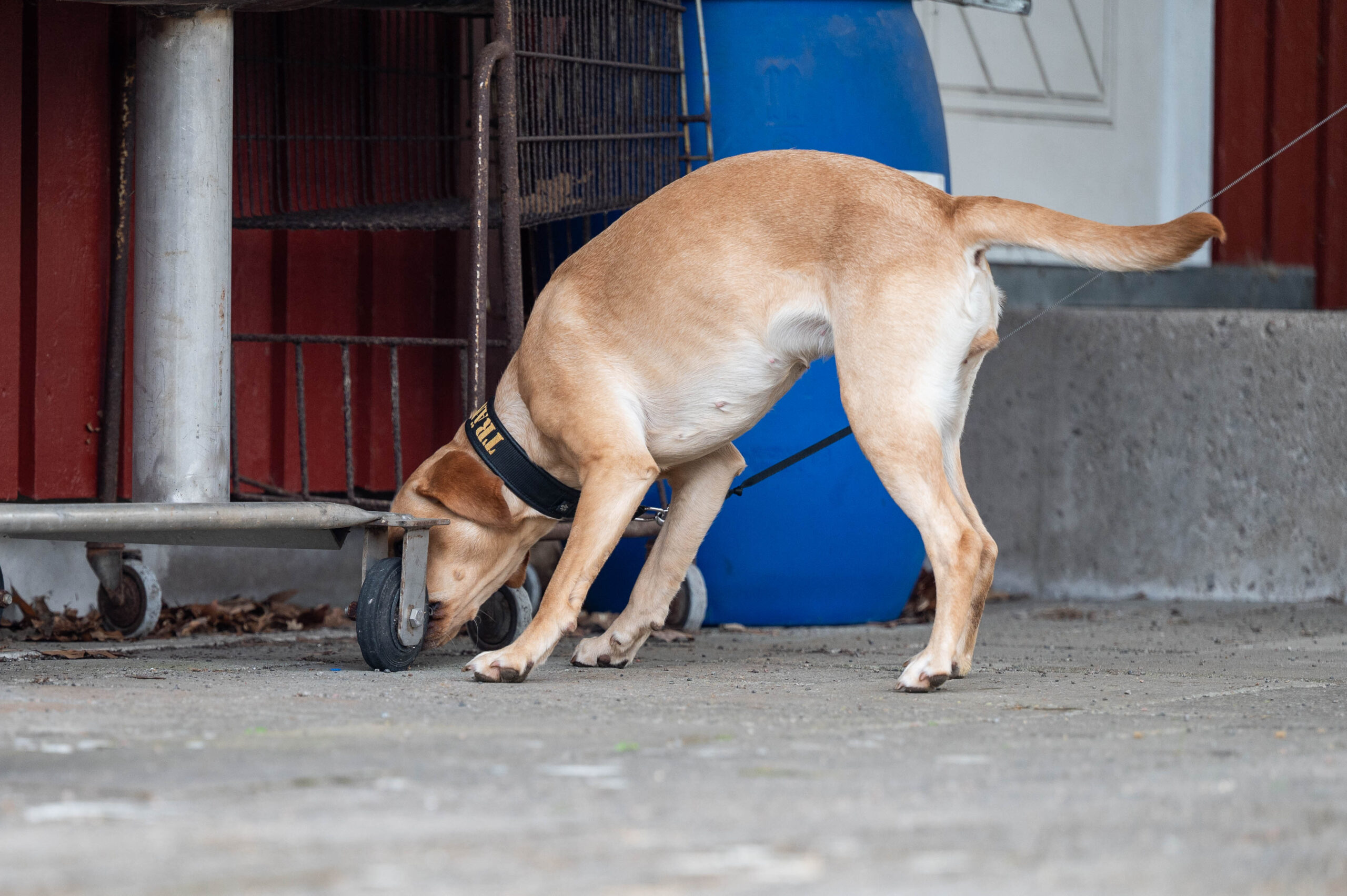 Nosework nybörjare