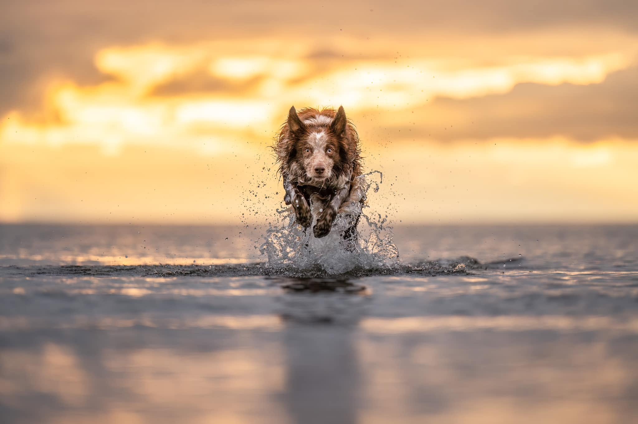 Workshop i hundfotografering och redigering
